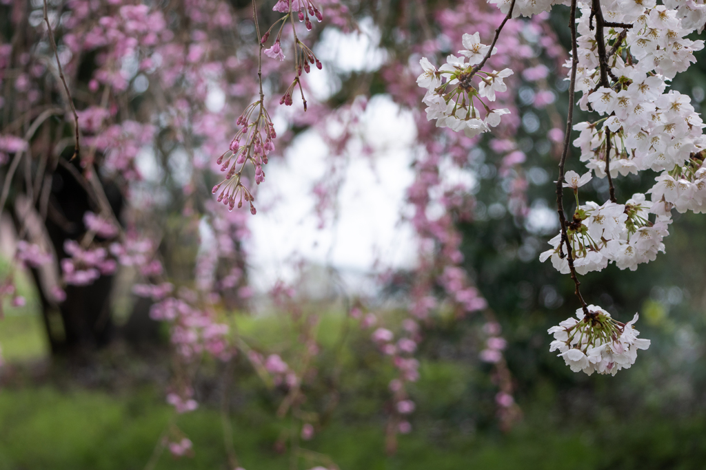 待ちわびた　枝垂れ桜