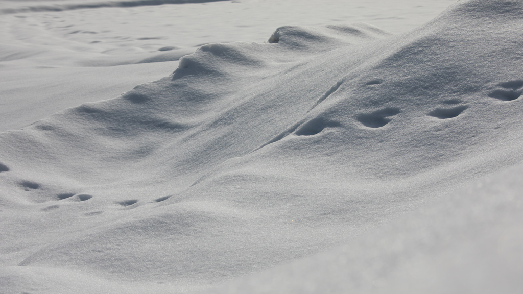 田んぼの雪模様