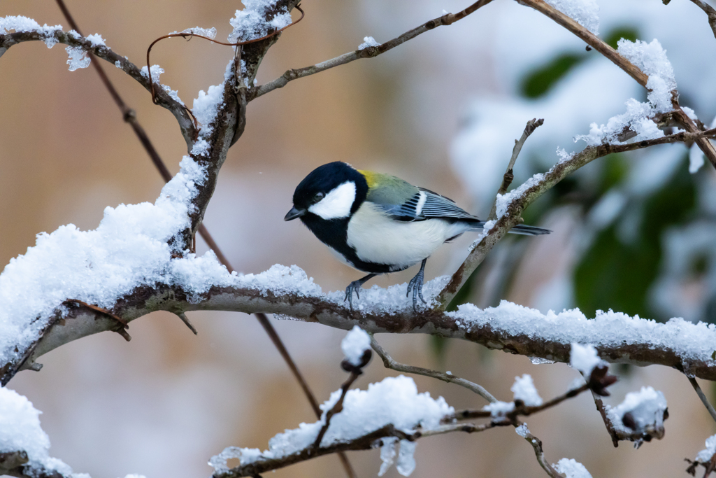 雪が降って来たね～