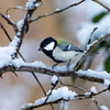 雪が降って来たね～