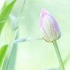 まだまだ　つぼみもあります。