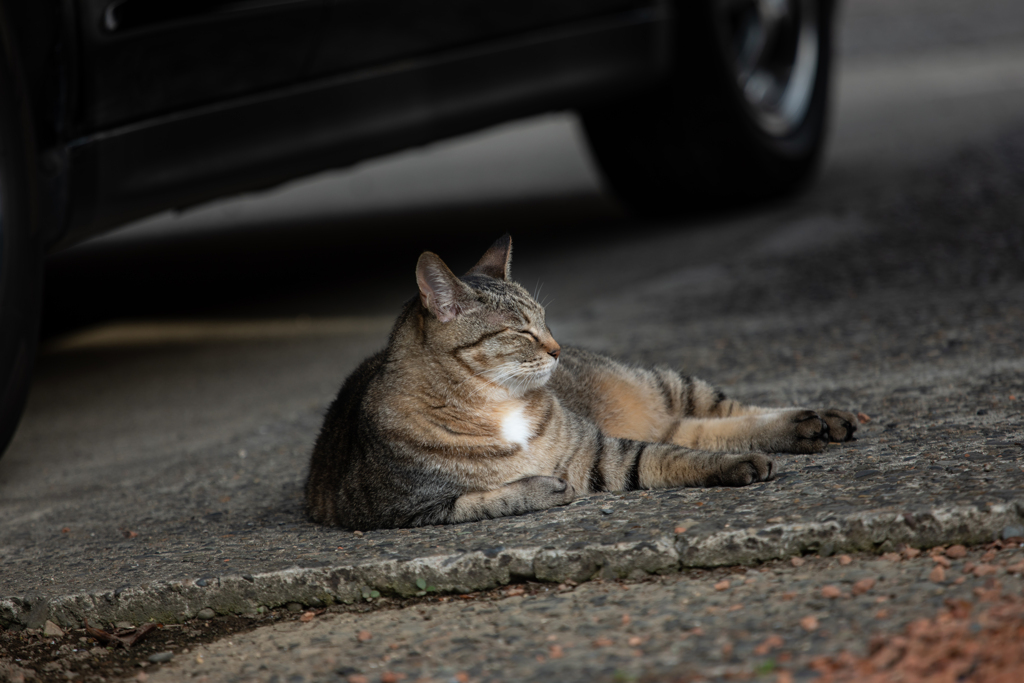 車庫の車の下は涼しいな～