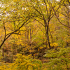 渋い秋色