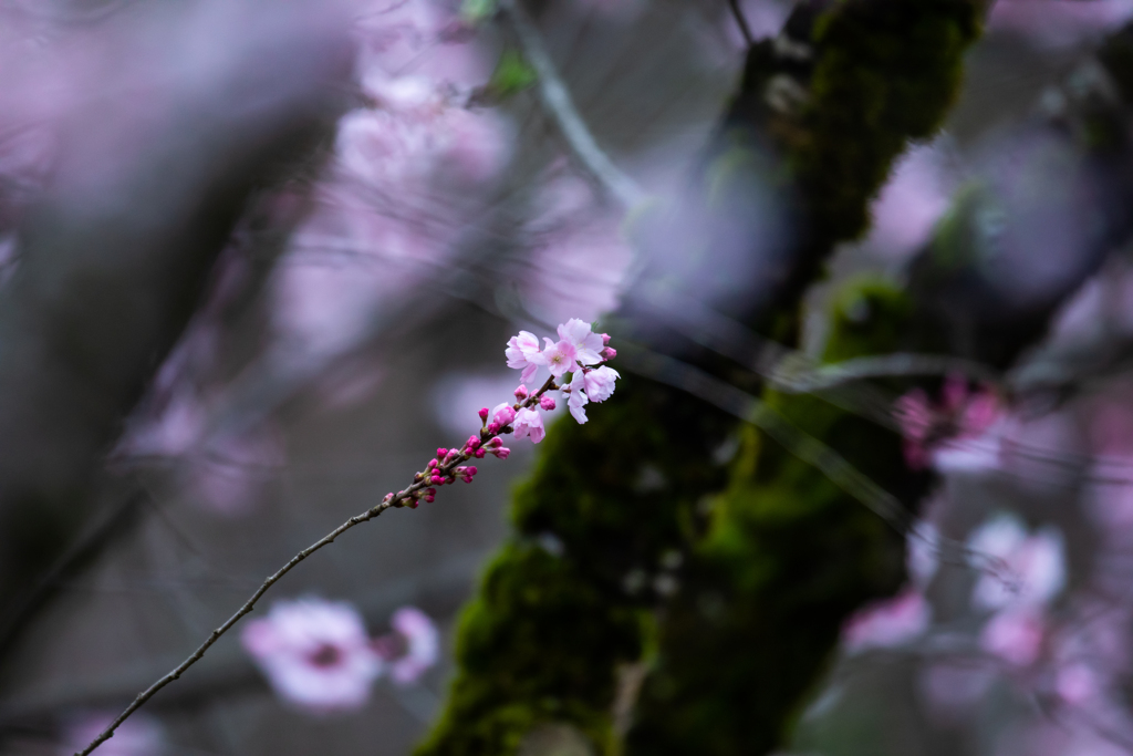 穂咲彼岸八重桜　