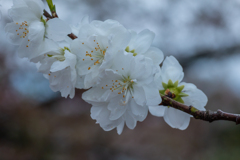 美しい白の花桃