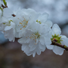 美しい白の花桃