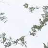 揺らぎ