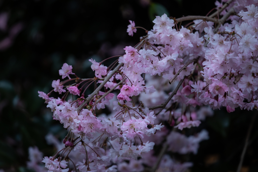 枝垂れ桜満開
