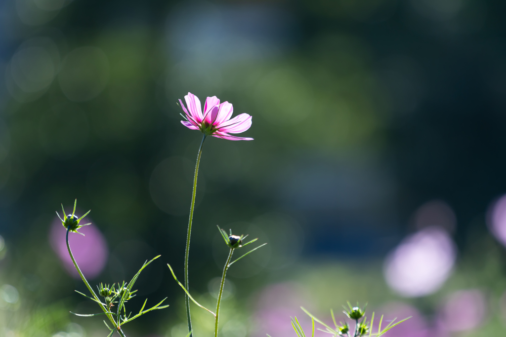 秋桜