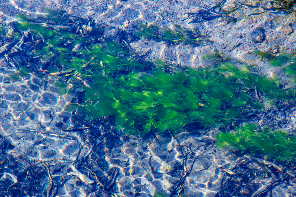 湧水の輝き