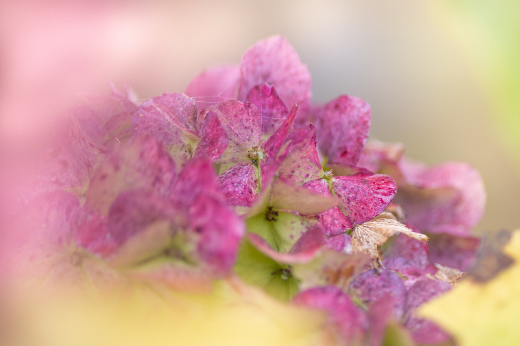 まだ見られた紫陽花