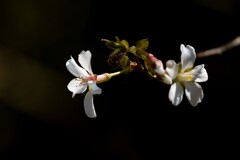 野山に咲く丁字桜