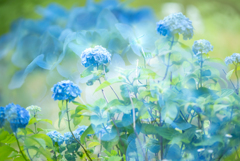 紫陽花の季節 2 紫陽花の季節 2