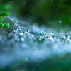 蜘蛛の糸についた雨粒