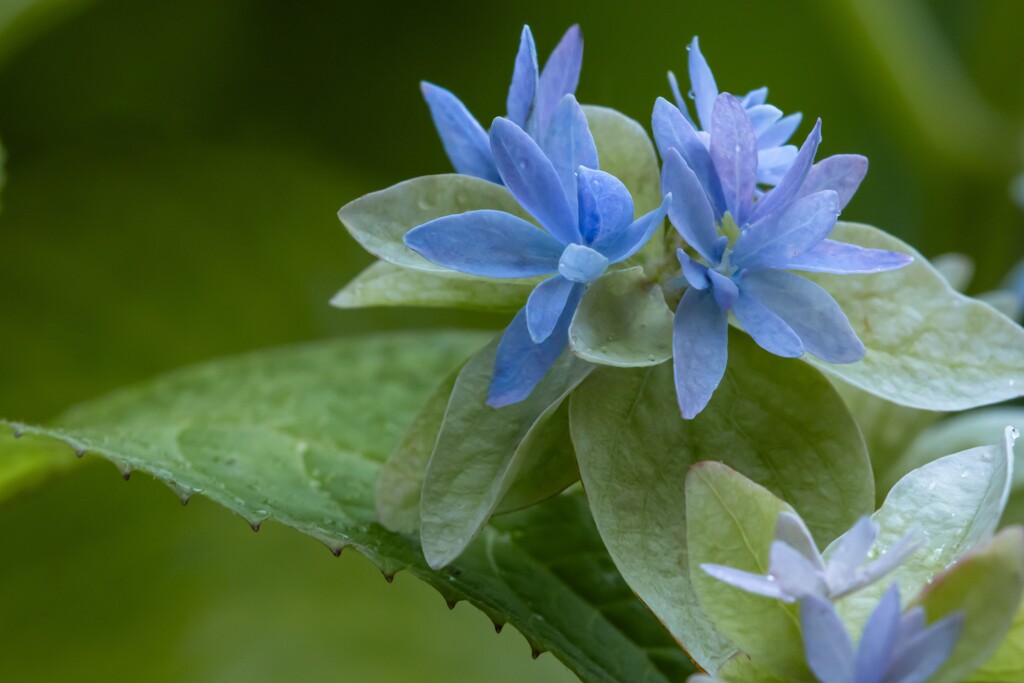 優しい色の山紫陽花