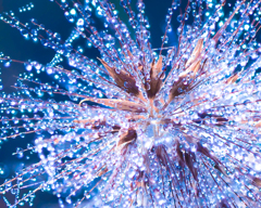 田んぼの　イルミネーション