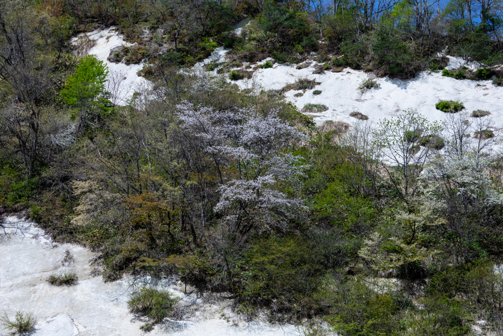 霞桜