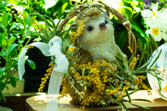 ミモザで飾られていて　かわいい