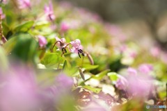 カタクリのしぐさが　かわいい！