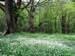徳沢園の二リンソウ