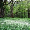 徳沢園の二リンソウ
