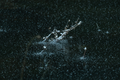 水の中に咲いた　雪花