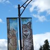 ボブキャット