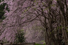 シダレ桜　満開