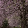 シダレ桜　満開