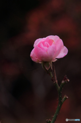 秋のバラ　１輪