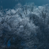 霜が付いた木の風景