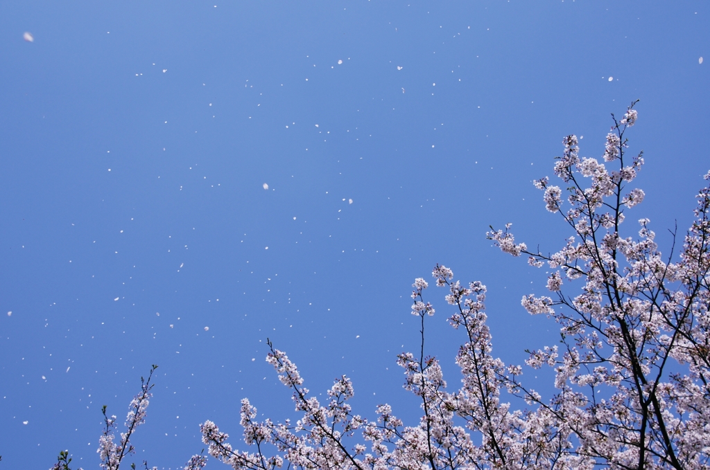 風にのって