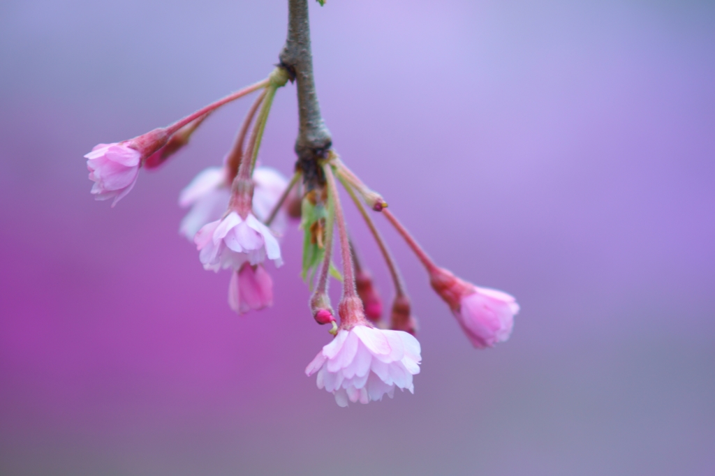 花衣