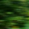 Deep forest