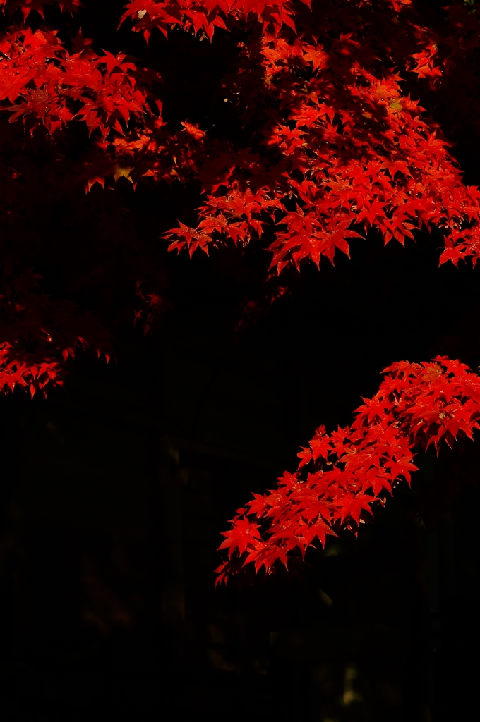 紅雅