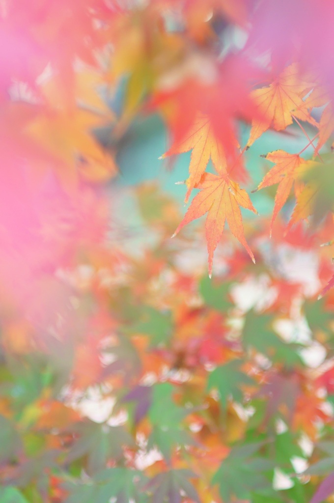 紅葉七変化
