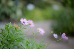 花咲く小路