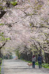 桜の舞に魅せられて