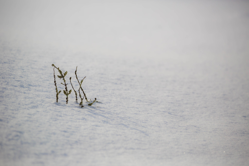 雪に咲く。