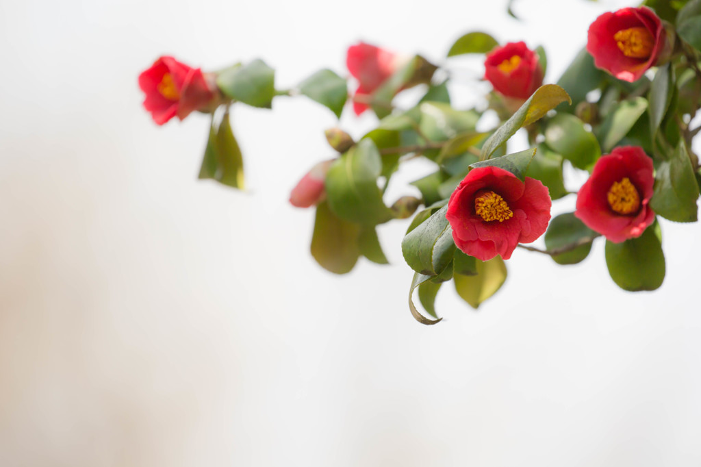 Red Camellia
