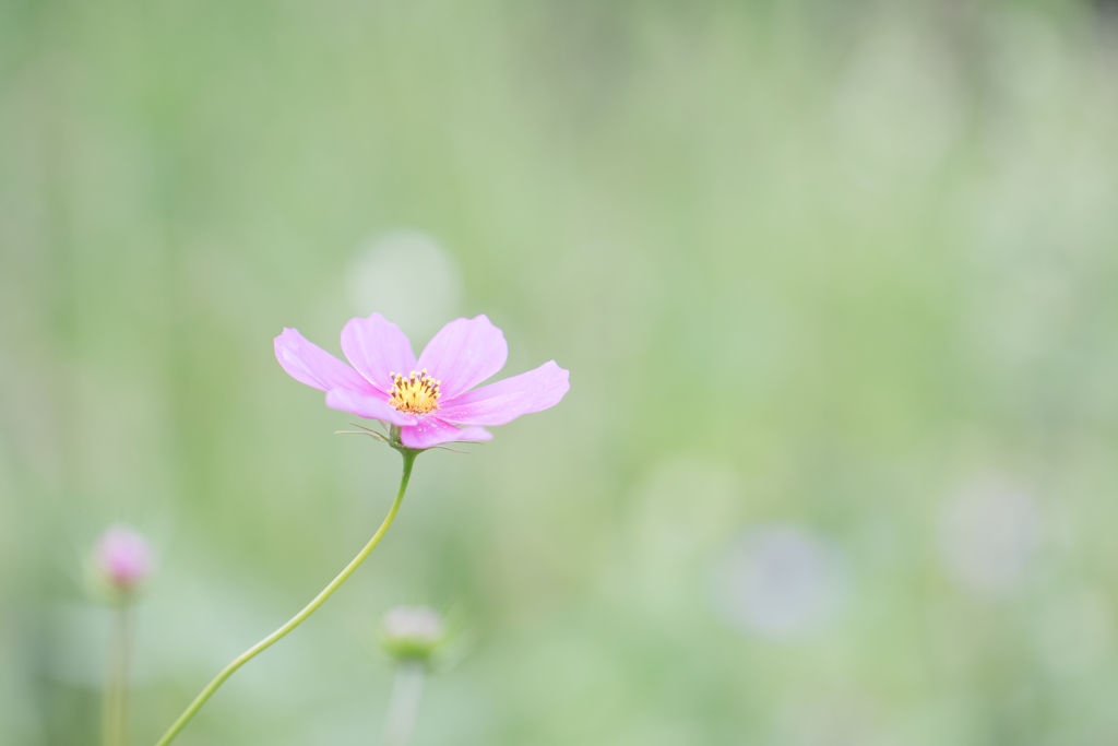 うたを歌うよ♪