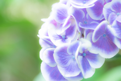 frill