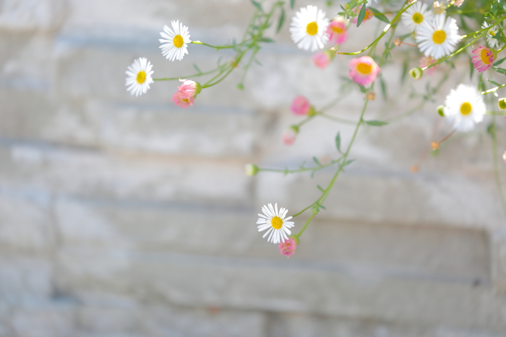 Daisy fleabane