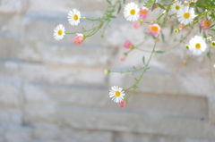 Daisy fleabane