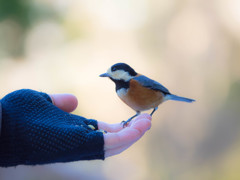 ふれあう。