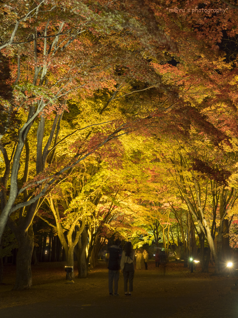 ぼくとあなたと紅葉と。