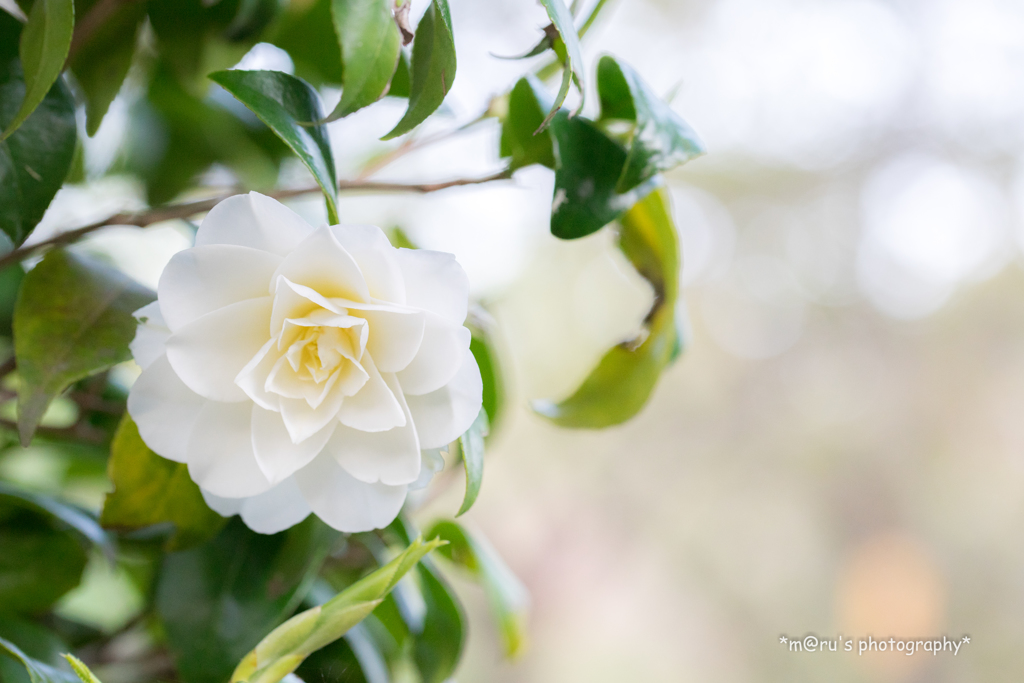 White Camellia