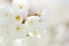 白桜。