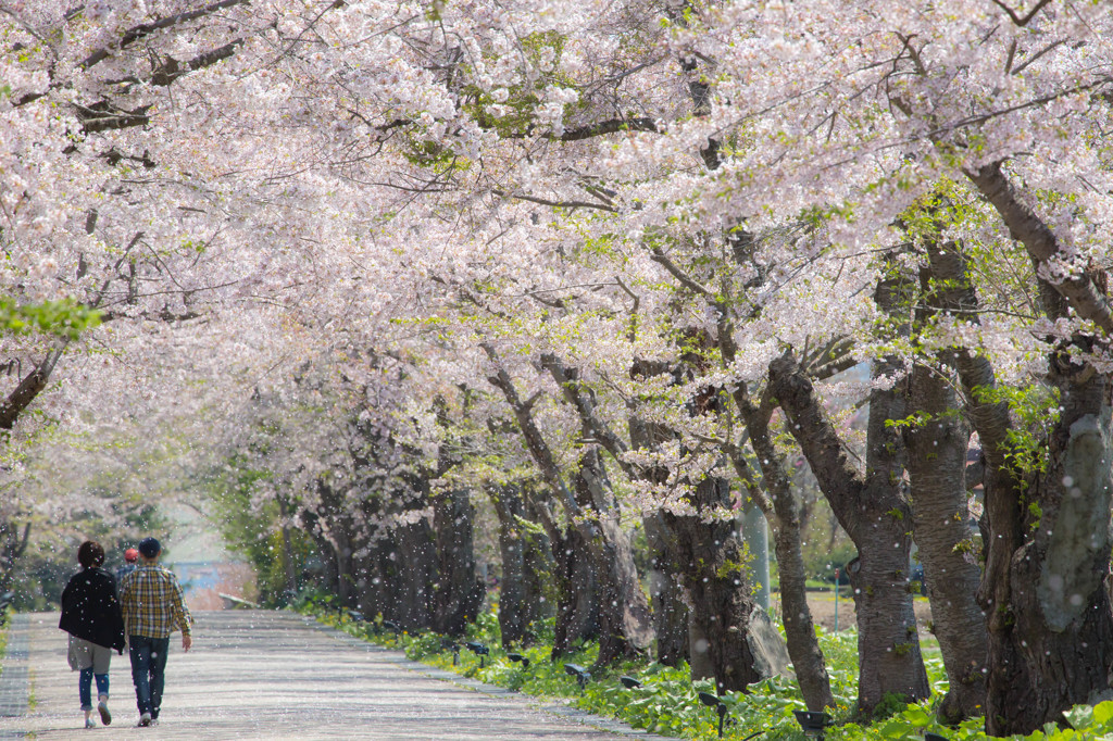 零れ桜を浴びながら