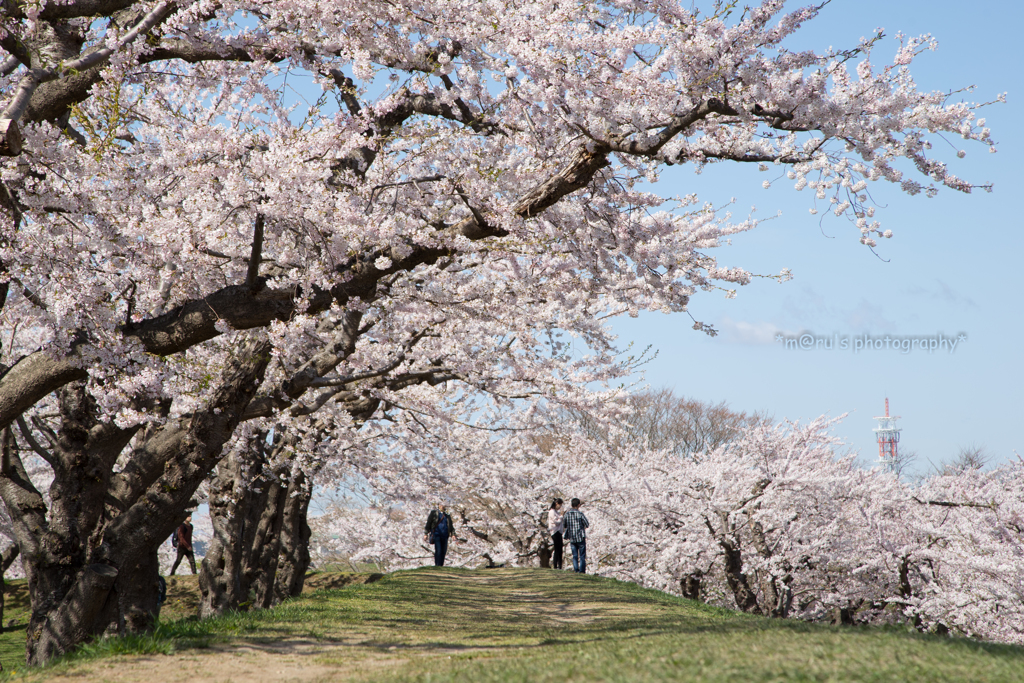 お花見日和。